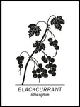 Poster: Blackcurrant, av Paperago