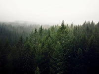 Poster: Forest II, av Patrik Larsson