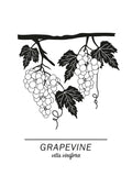 Poster: Grapevine, av Paperago