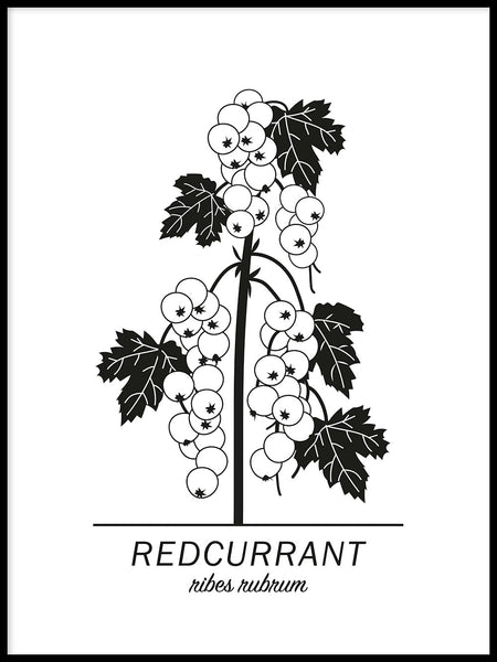 Poster: Redcurrant, av Paperago