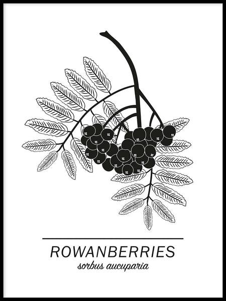 Poster: Rowanberries, av Paperago