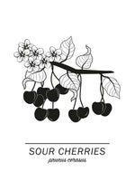 Poster: Sour Cherries, av Paperago