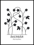 Poster: Åkerbär, Norrbottens landskapsblomma, av Paperago