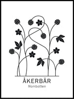 Poster: Åkerbär, Norrbottens landskapsblomma, av Paperago