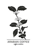 Poster: Arabian Coffee, av Paperago