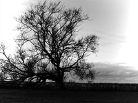 Poster: Black Tree, av Utgångna produkter