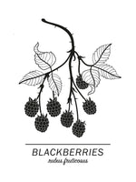 Poster: Blackberries, av Paperago