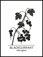 Poster: Blackcurrant, av Paperago