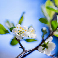 Poster: Blossom II, av Vesa Aaltonen Photography