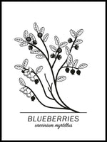 Poster: Blueberries, av Paperago