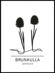 Poster: Brunkulla, Jämtlands landskapsblomma, av Paperago
