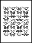 Poster: Butterflies, av Sofie Rolfsdotter