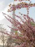 Poster: Cherry Blossom at Eiffel I, av Magdalena Martin Photography