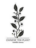 Poster: Chinese Tea Plant, av Paperago