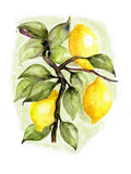Poster: Citroner, av Annas Design & Illustration