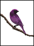 Poster: Colorful Birds #36, av PIEL Design