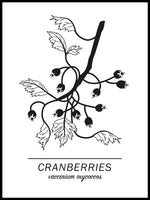 Poster: Cranberries, av Paperago