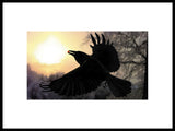 Poster: Crow with berry, av Utgångna produkter