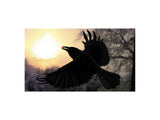 Poster: Crow with berry, av Utgångna produkter