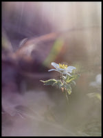 Poster: Den första lilla vita, av Fotograf Ulrica