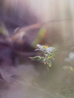Poster: Den första lilla vita, av Fotograf Ulrica