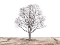 Poster: Det ensamma trädet, av EMELIEmaria