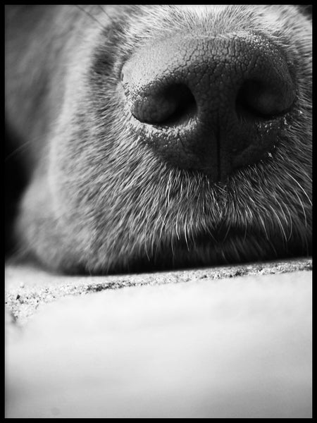 Poster: Dog nose, av Pernilla Walkhamre