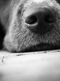 Poster: Dog nose, av Pernilla Walkhamre