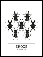 Poster: Ekoxe blekinges landskapsdjur, av Paperago