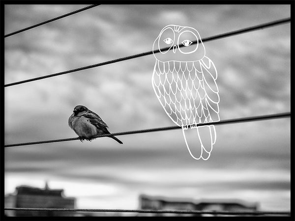 Poster: Fåglar, av Plym&Bergman