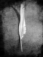 Poster: Feather, av Caro-lines