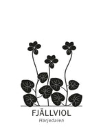 Poster: Fjällviol, Härjedalens landskapsblomma, av Paperago