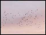 Poster: Flyttfåglar, av EMELIEmaria