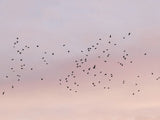 Poster: Flyttfåglar, av EMELIEmaria