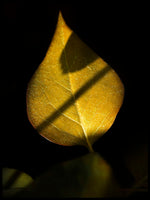 Poster: Golden Leaf, av Susanne Snaar