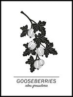 Poster: Gooseberries, av Paperago