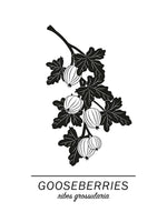 Poster: Gooseberries, av Paperago