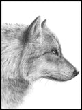 Poster: Grey Wolf - closeup, av Per Svanström