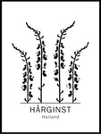 Poster: Hårginst, Hallands landskapsblomma, av Paperago