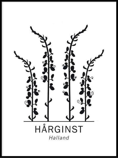 Poster: Hårginst, Hallands landskapsblomma, av Paperago