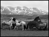 Poster: Iceland horses, av Utgångna produkter