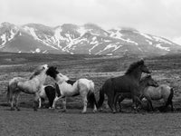 Poster: Iceland horses, av Utgångna produkter