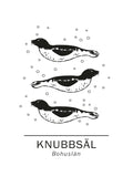 Poster: Knubbsäl bohusläns landskapsdjur, av Paperago