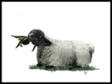 Poster: Lamb in sun, av Utgångna produkter