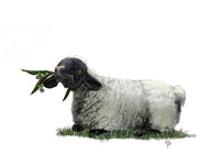 Poster: Lamb in sun, av Utgångna produkter