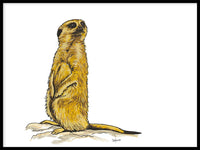 Poster: Meerkat, av Stefanie Jegerings