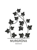 Poster: Murgröna, Gotlands landskapsblomma, av Paperago