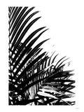 Poster: Palm Leaves I, av Utgångna produkter