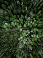 Poster: Path in forest, av Patrik Larsson