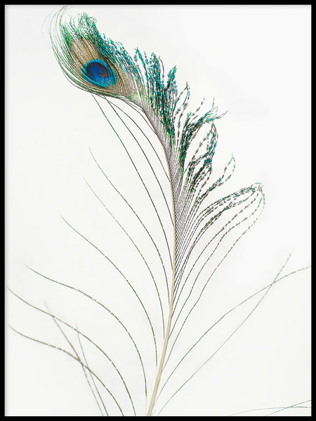 Poster: Peacock, av Susanne Snaar